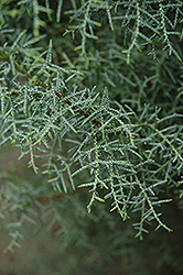 Himalayan Cypress (Cupressus torulosa) at Lakeshore Garden Centres