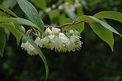 Mu Gua Hong (Rehderodendron macrocarpum) at Lakeshore Garden Centres