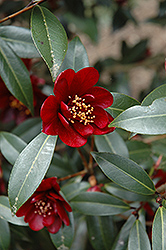 Night Rider Camellia (Camellia 'Night Rider') at Lakeshore Garden Centres