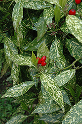 Variegated Japanese Aucuba (Aucuba japonica 'Variegata') at Lakeshore Garden Centres
