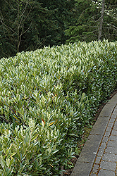Otto Luyken Dwarf Cherry Laurel (Prunus laurocerasus 'Otto Luyken') at Lakeshore Garden Centres