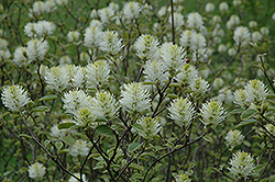 Jane Platt Fothergilla (Fothergilla gardenii 'Jane Platt') at Lakeshore Garden Centres