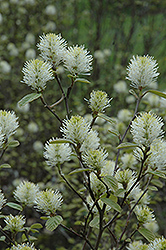 Eastern Form Fothergilla (Fothergilla gardenii 'Eastern Form') at Lakeshore Garden Centres