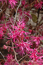 Pipa's Red Fringeflower (Loropetalum chinense 'Pipa's Red') at Lakeshore Garden Centres