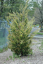 Evergreen Witch Hazel (Distylium racemosum) at Lakeshore Garden Centres