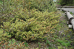 Lucky Charm Myrtle Leaf Distylium (Distylium myricoides 'Lucky Charm') at Lakeshore Garden Centres