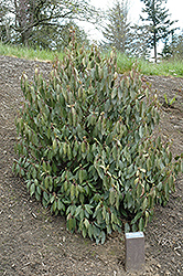 Asian Viburnum (Viburnum punctatum) at Lakeshore Garden Centres