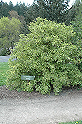 Variegated Black Elder (Sambucus nigra 'Aureomarginata') at Lakeshore Garden Centres