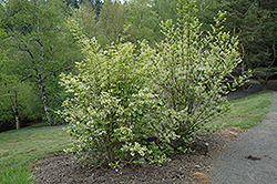 Japanese Bladdernut (Staphylea bumalda) at Lakeshore Garden Centres