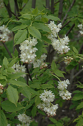 European Bladdernut (Staphylea pinnata) at Lakeshore Garden Centres