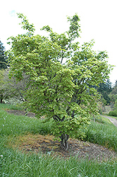 Siebold Maple (Acer sieboldianum) at Lakeshore Garden Centres