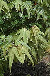 Campbell's Maple (Acer campbellii) at Lakeshore Garden Centres