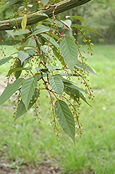 Snakebark Maple (Acer tegmentosum) at Lakeshore Garden Centres
