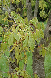 Ivy-leaved Maple (Acer cissifolium) at Lakeshore Garden Centres