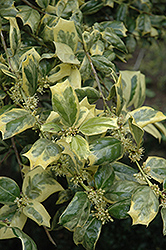 Variegated Chinese Holly (Ilex cornuta 'Variegata') at Lakeshore Garden Centres