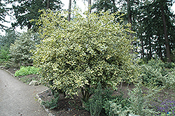Variegated Chinese Holly (Ilex cornuta 'Variegata') at Lakeshore Garden Centres