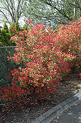Fraser Photinia (Photinia x fraseri) at Lakeshore Garden Centres