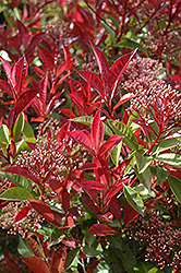 Fraser Photinia (Photinia x fraseri) at Lakeshore Garden Centres