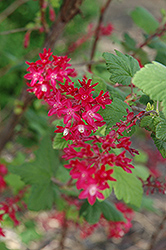 Winter Currant (Ribes sanguineum) at Lakeshore Garden Centres