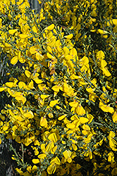 Scotch Broom (Cytisus scoparius) at Lakeshore Garden Centres