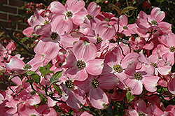 Cherokee Brave Flowering Dogwood (Cornus florida 'Cherokee Brave') at Lakeshore Garden Centres