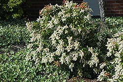 Japanese Pieris (Pieris japonica) at Lakeshore Garden Centres