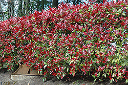 Red Robin Photinia (Photinia x fraseri 'Red Robin') at Lakeshore Garden Centres