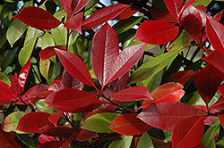 Red Robin Photinia (Photinia x fraseri 'Red Robin') at Lakeshore Garden Centres