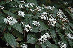 David Viburnum (Viburnum davidii) at Lakeshore Garden Centres