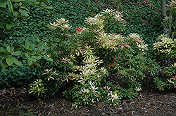 Forest Flame Japanese Pieris (Pieris japonica 'Forest Flame') at Lakeshore Garden Centres
