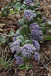 Anchor Bay Point Reyes Lilac (Ceanothus gloriosus 'Anchor Bay') at Lakeshore Garden Centres
