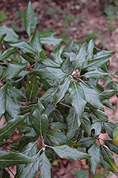 Holm Oak (Quercus ilex) at Lakeshore Garden Centres