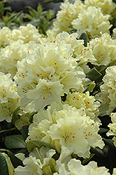 Capistrano Rhododendron (Rhododendron 'Capistrano') at Lakeshore Garden Centres