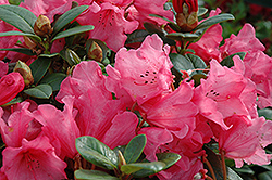 Molly Ann Rhododendron (Rhododendron 'Molly Ann') at Lakeshore Garden Centres
