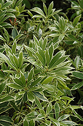 Flaming Silver Japanese Pieris (Pieris japonica 'Flaming Silver') at Lakeshore Garden Centres