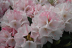 Yaku Sunrise Rhododendron (Rhododendron 'Yaku Sunrise') at Lakeshore Garden Centres