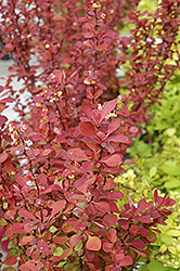 Red Carpet Japanese Barberry (Berberis thunbergii 'Red Carpet') at Lakeshore Garden Centres