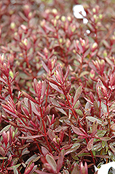 Caledonia Hebe (Hebe 'Caledonia') at Lakeshore Garden Centres