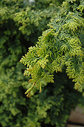Gold Fern Hinoki Falsecypress (Chamaecyparis obtusa 'Gold Fern') at Lakeshore Garden Centres