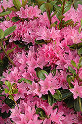 Daybreak Azalea (Rhododendron 'Daybreak') at Lakeshore Garden Centres