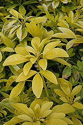 Sundance Mexican Mock Orange (Choisya ternata 'Sundance') at Lakeshore Garden Centres