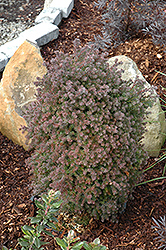 Red Star Whitecedar (Chamaecyparis thyoides 'Red Star') at Lakeshore Garden Centres