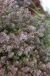 Red Star Whitecedar (Chamaecyparis thyoides 'Red Star') at Lakeshore Garden Centres