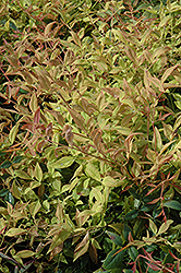 Gulf Stream Dwarf Nandina (Nandina domestica 'Gulf Stream') at Lakeshore Garden Centres