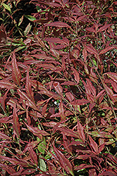 Moyer's Red Dwarf Nandina (Nandina domestica 'Moyer's Red') at Lakeshore Garden Centres