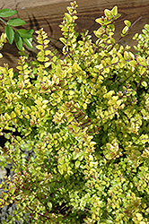 Baggesen's Gold Box Honeysuckle (Lonicera nitida 'Baggesen's Gold') at Lakeshore Garden Centres