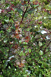 Red Tips Box Honeysuckle (Lonicera nitida 'Red Tips') at Lakeshore Garden Centres
