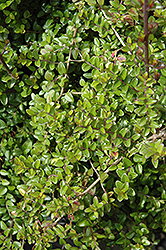 Box Honeysuckle (Lonicera nitida) at Lakeshore Garden Centres