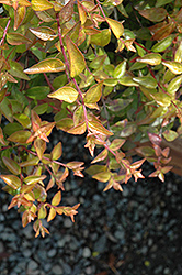 Saxon Gold Abelia (Abelia x grandiflora 'Saxon Gold') at Lakeshore Garden Centres