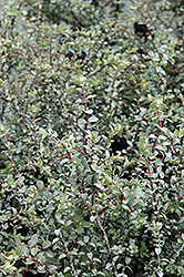 Quicksilver Hebe (Hebe pimeleoides 'Quicksilver') at Lakeshore Garden Centres